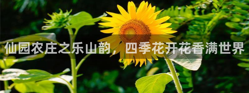 天辰娱乐-18113