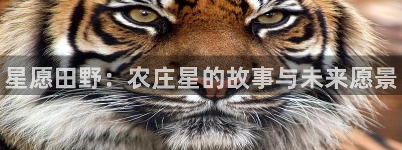 天辰天辰娱乐