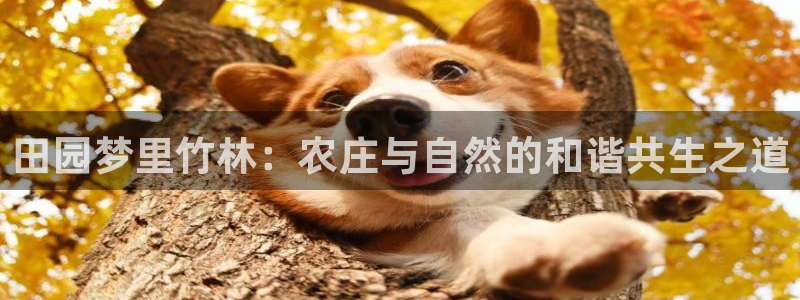 天辰娱乐鱼刺