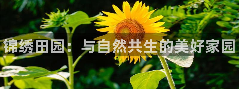 天辰娱乐1980