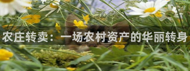 天辰娱乐tff